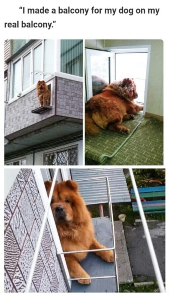 dog - "I made a balcony for my dog on my real balcony."