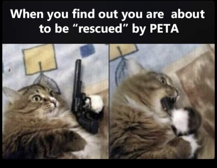 council will decide your fate memes - When you find out you are about to be "rescued" by Peta