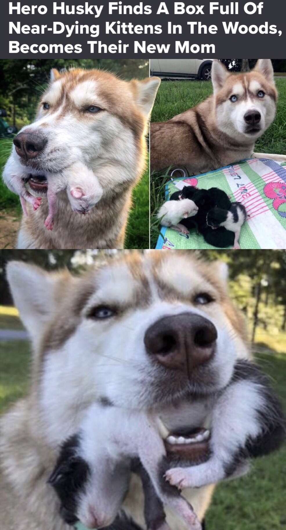 husky with something in its mouth - Hero Husky Finds A Box Full Of NearDying Kittens In The Woods, Becomes Their New Mom