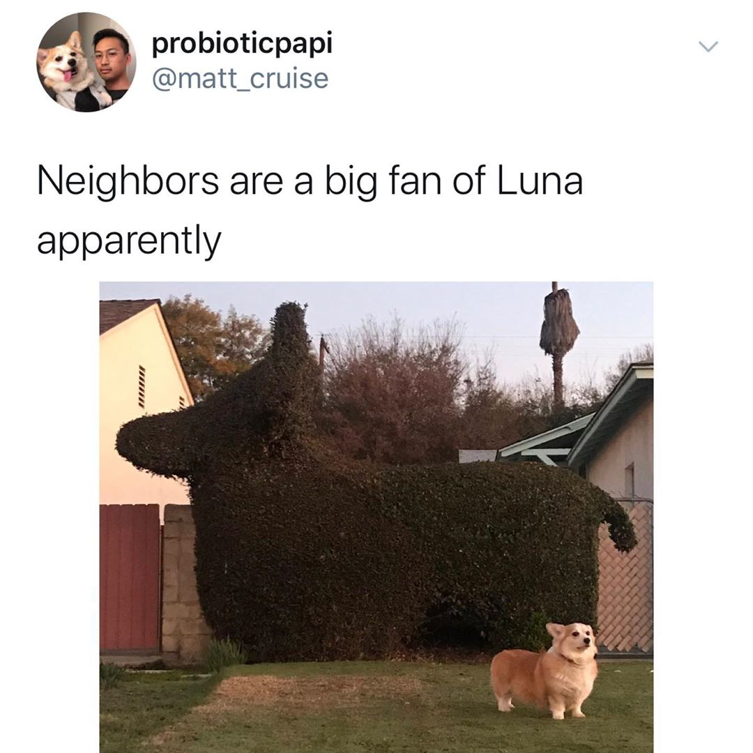 Welsh Corgi - probioticpapi Neighbors are a big fan of Luna apparently