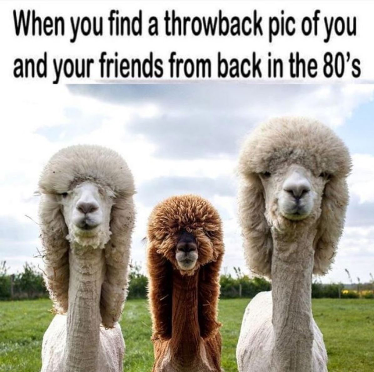alpakas funny - When you find a throwback pic of you and your friends from back in the 80's