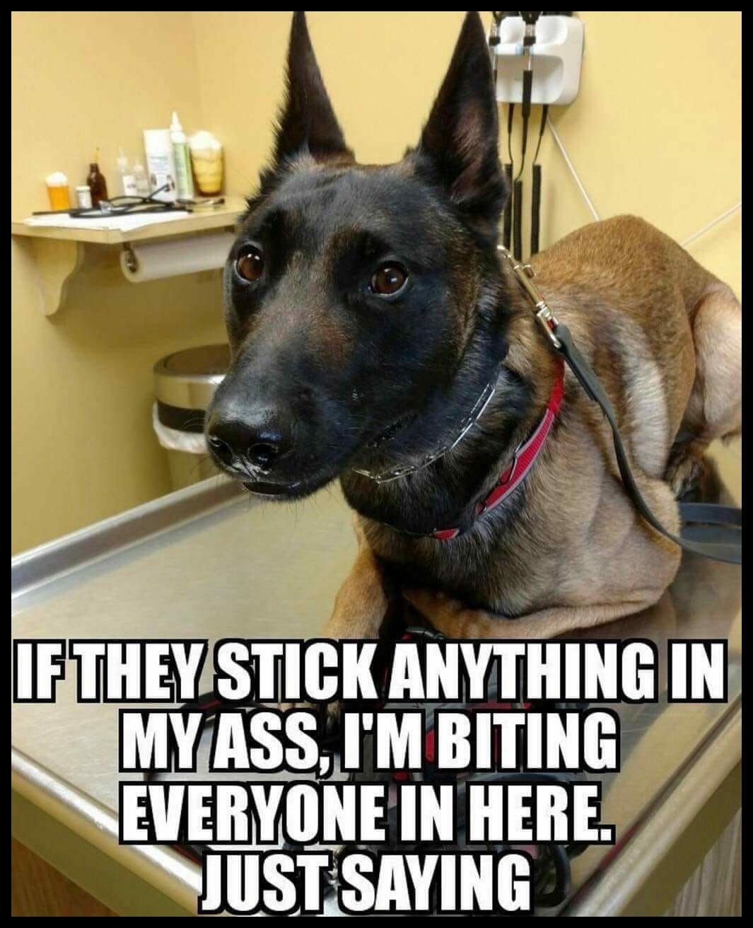 belgian malinois jokes - If They Stick Anything In My Ass. I'M Biting Everyone In Here. Just Saying
