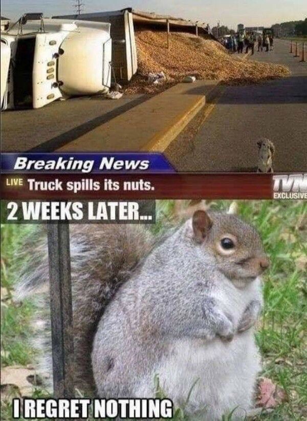 truck spills its nuts squirrel - Breaking News Live Truck spills its nuts, 2 Weeks Later.. Exclusive I Regret Nothing