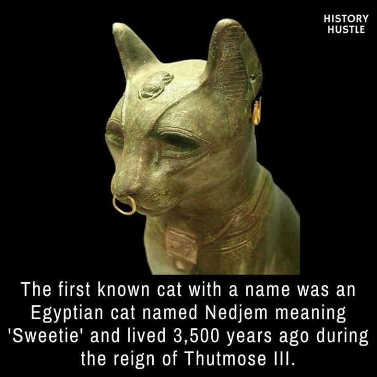 ancient egyptian cats - History Hustle The first known cat with a name was an Egyptian cat named Nedjem meaning 'Sweetie' and lived 3,500 years ago during the reign of Thutmose Iii.