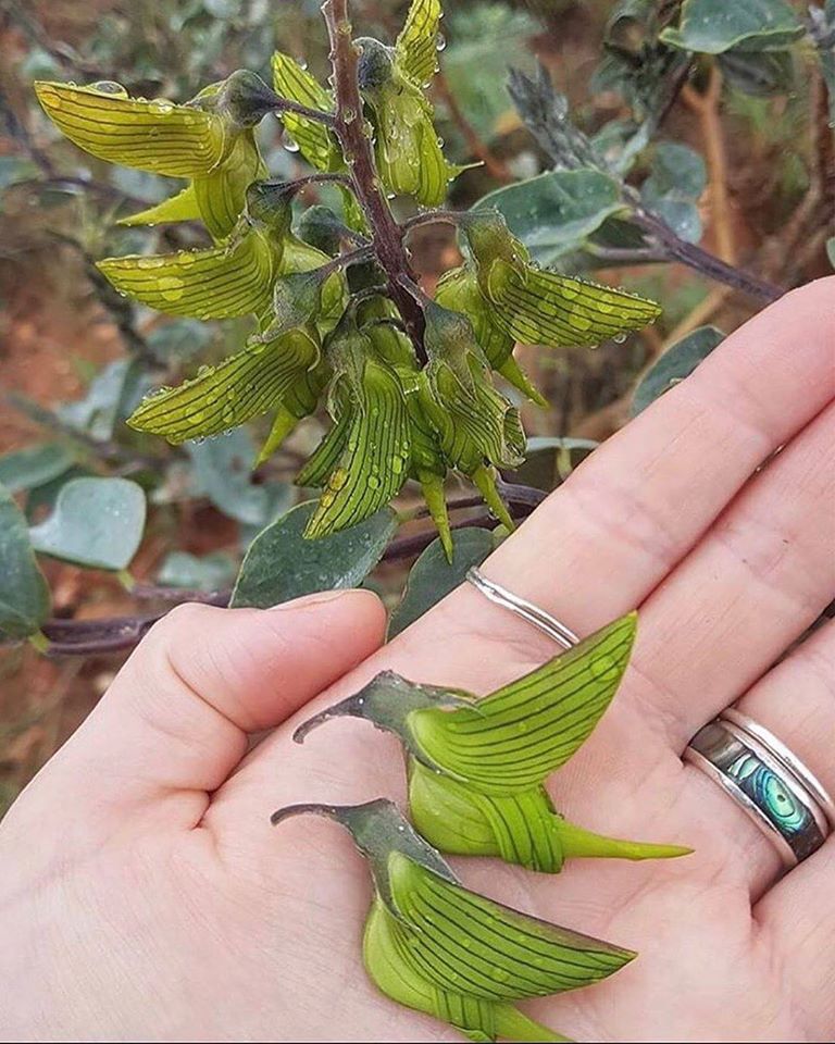 plant that looks like hummingbirds