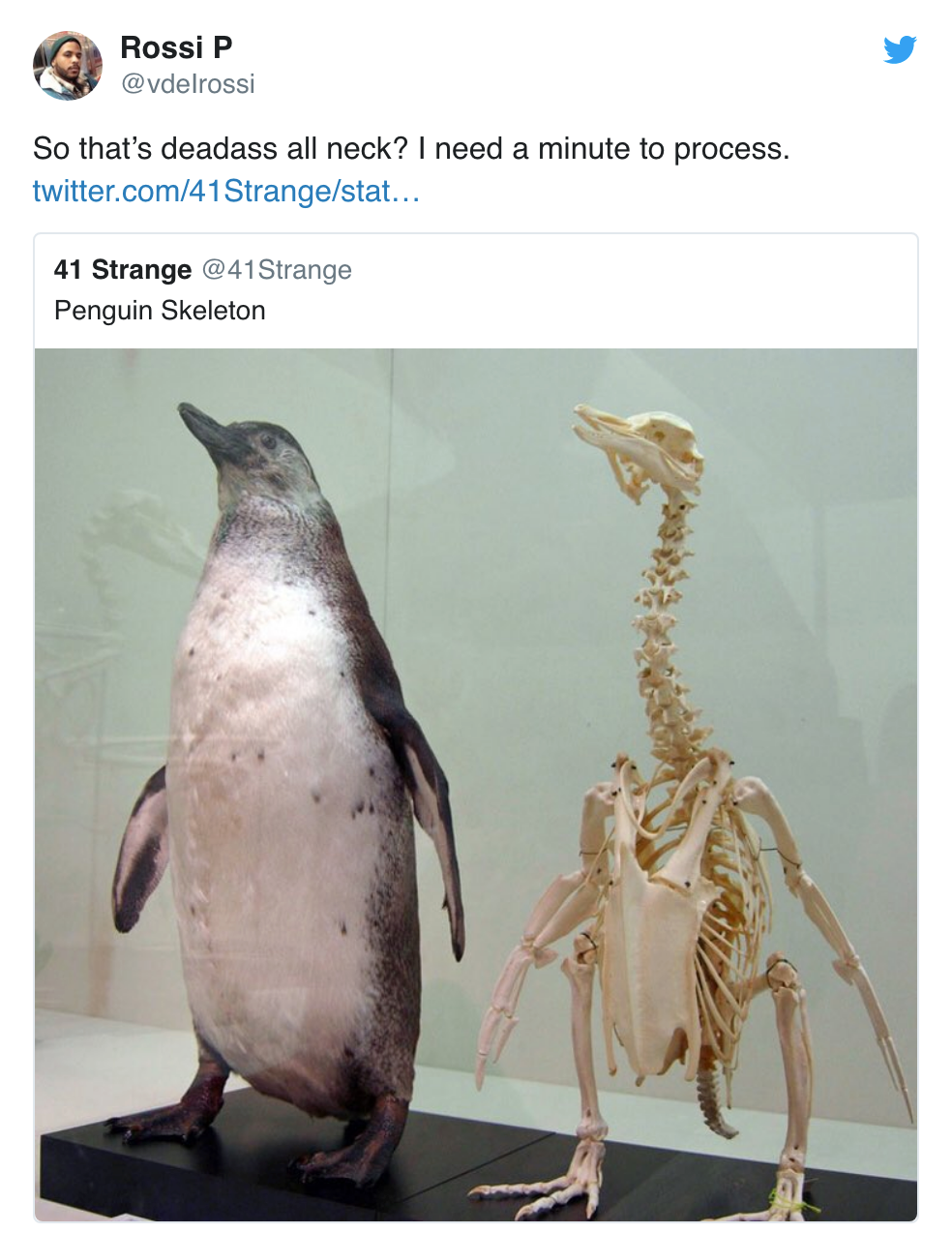 penguin skeleton - A Rossi P So that's deadass all neck? I need a minute to process. twitter.com41Strangestat... 41 Strange Penguin Skeleton