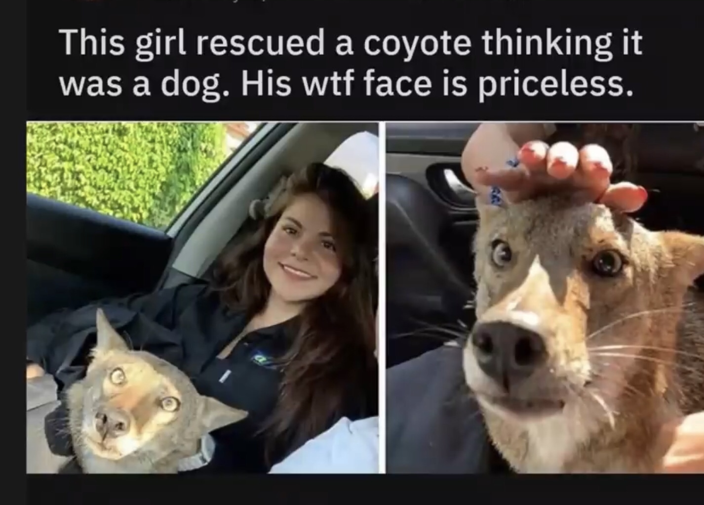 woman rescues coyote - This girl rescued a coyote thinking it was a dog. His wtf face is priceless.
