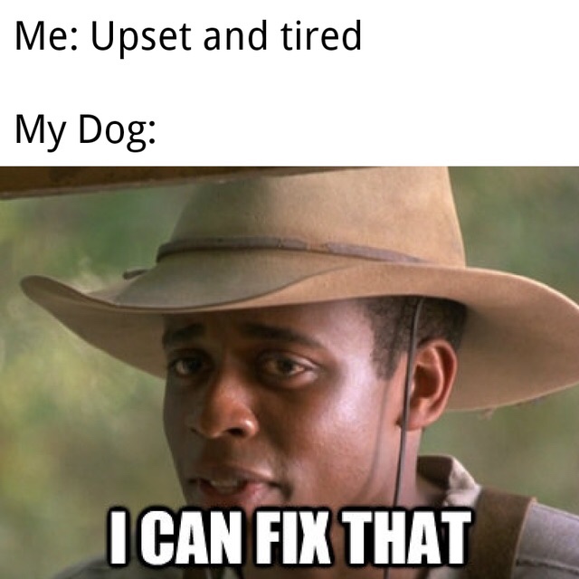 can fix that holes - Me Upset and tired My Dog I Can Fix That