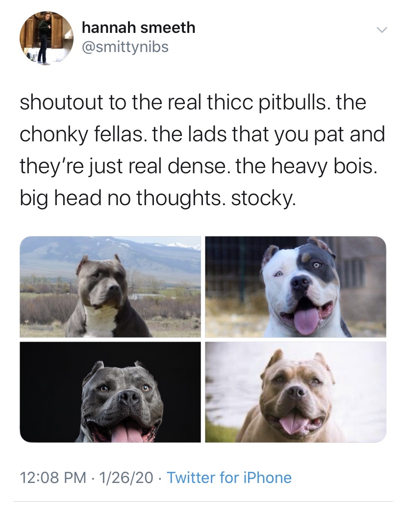 snout - hannah smeeth shoutout to the real thicc pitbulls. the chonky fellas. the lads that you pat and they're just real dense. the heavy bois. big head no thoughts. stocky. 12620 Twitter for iPhone