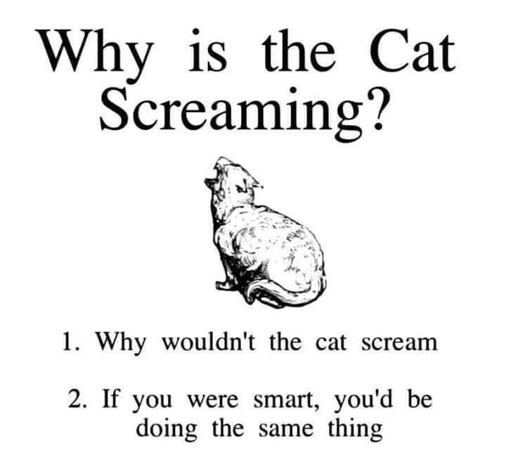 head - Why is the Cat Screaming? 1. Why wouldn't the cat scream 2. If you were smart, you'd be doing the same thing