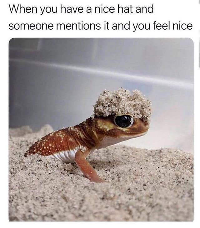 gecko sand hat - When you have a nice hat and someone mentions it and you feel nice