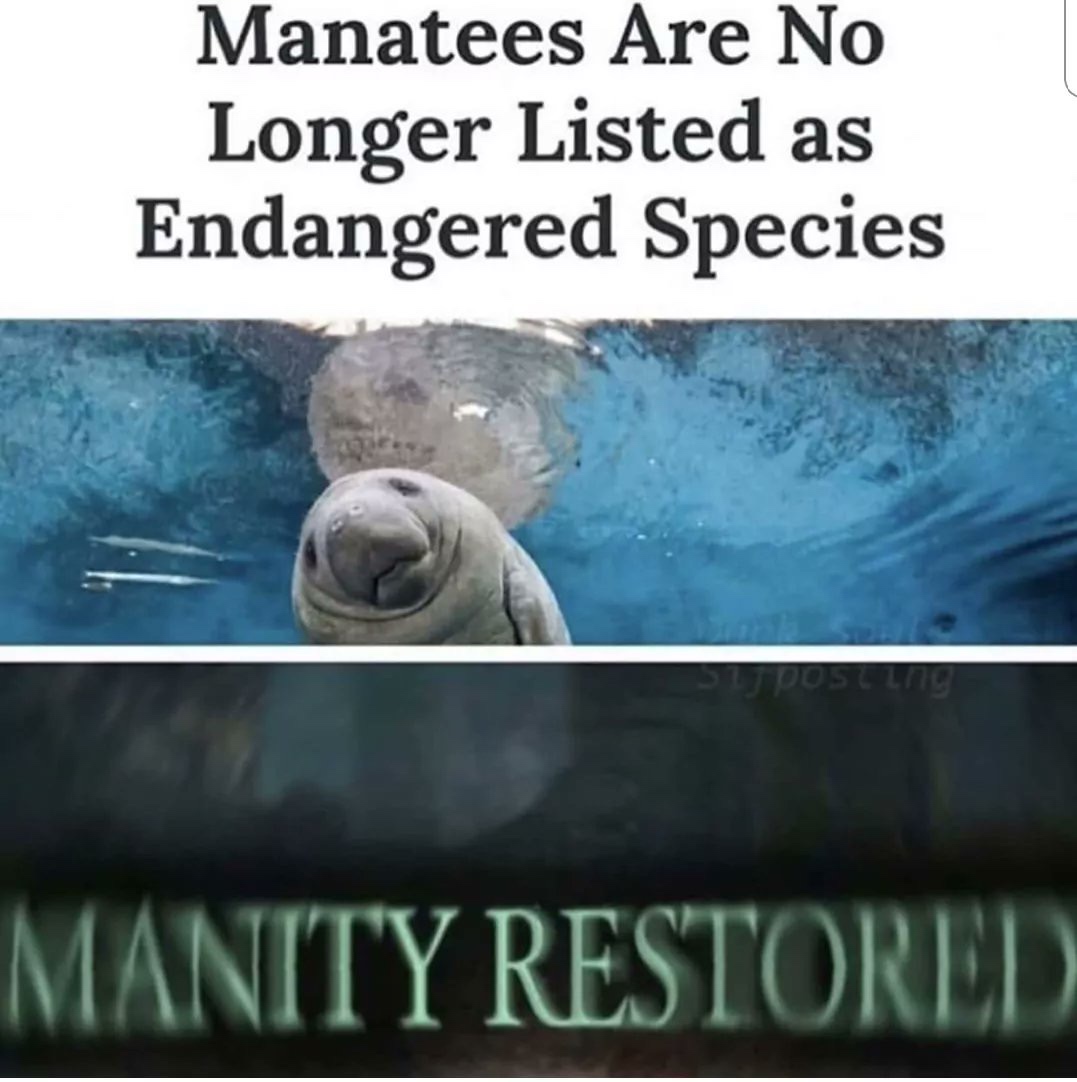 Imgur - Manatees Are No Longer Listed as Endangered Species Manity Restored