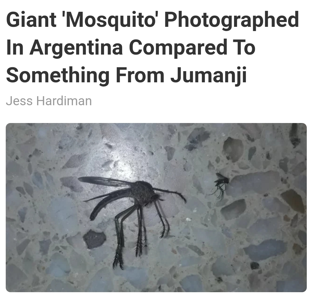 Mosquito - Giant 'Mosquito' Photographed In Argentina Compared To Something From Jumanji Jess Hardiman