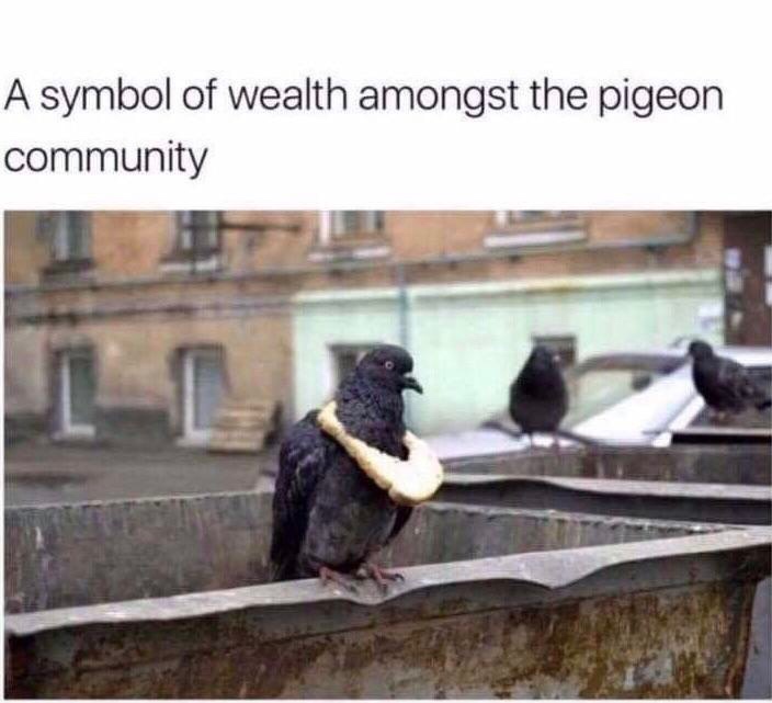 symbol of wealth among pigeons - A symbol of wealth amongst the pigeon community