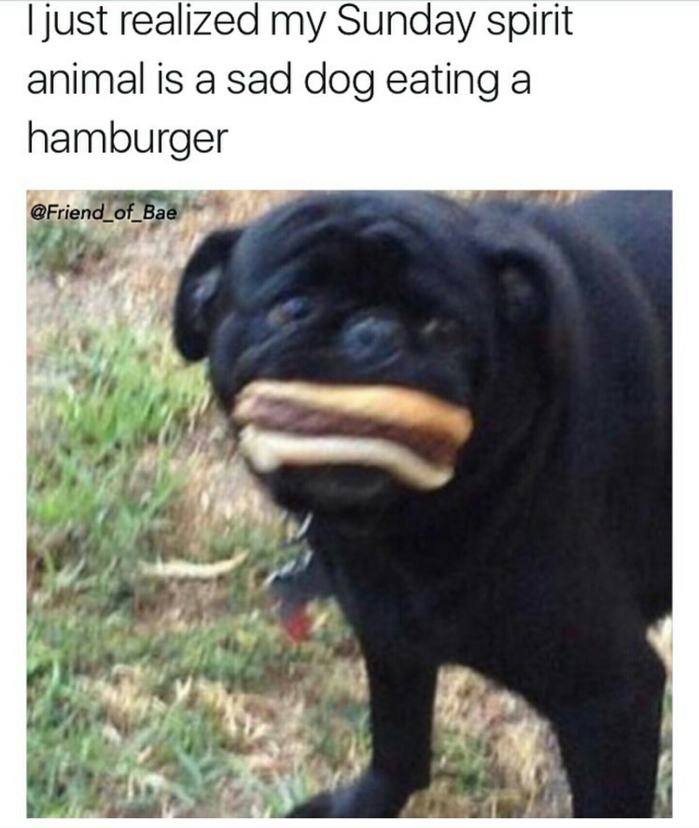 look for the girl with the broken smile memes - I just realized my Sunday spirit animal is a sad dog eating a hamburger Friend_of_Bae