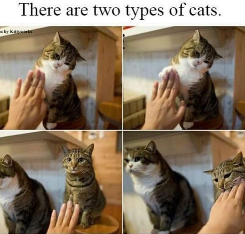 there are 2 types of cats - There are two types of cats. n by Kittyworld
