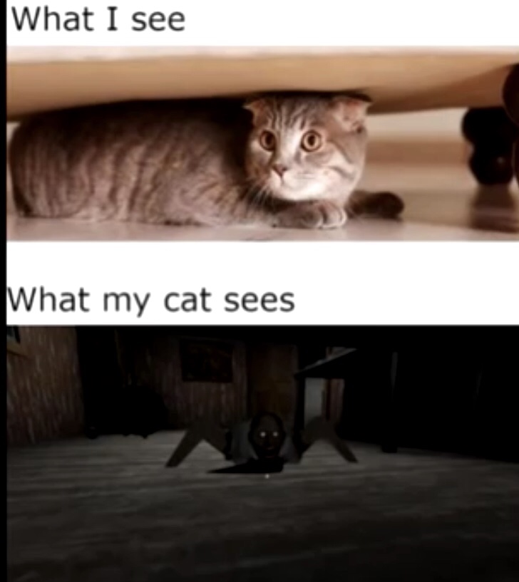 see what my cat sees meme - What I see What my cat sees