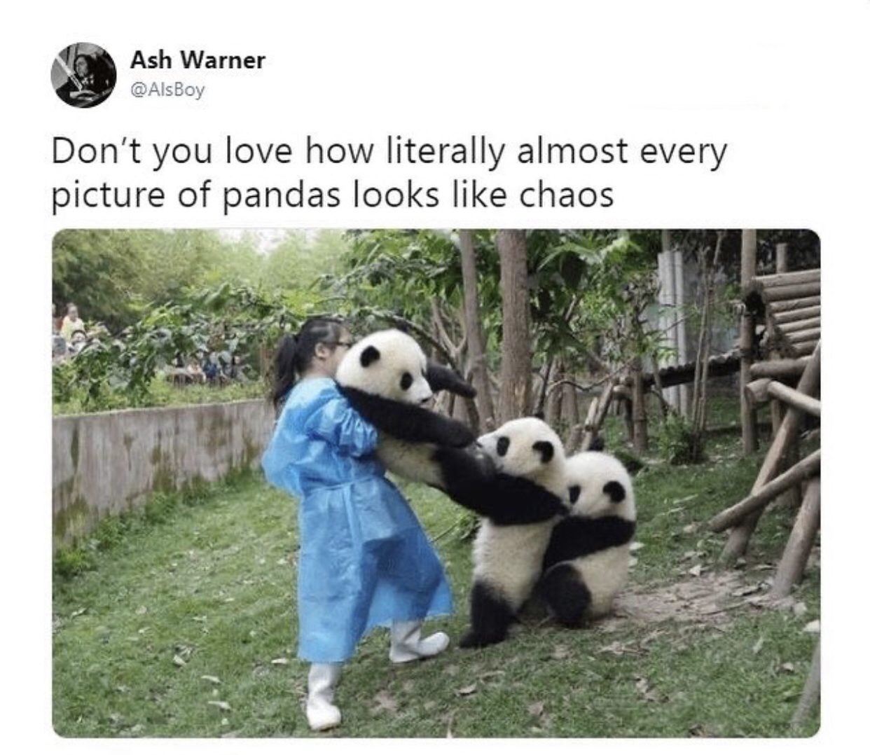 panda tug of war - Ash Warner Don't you love how literally almost every picture of pandas looks chaos
