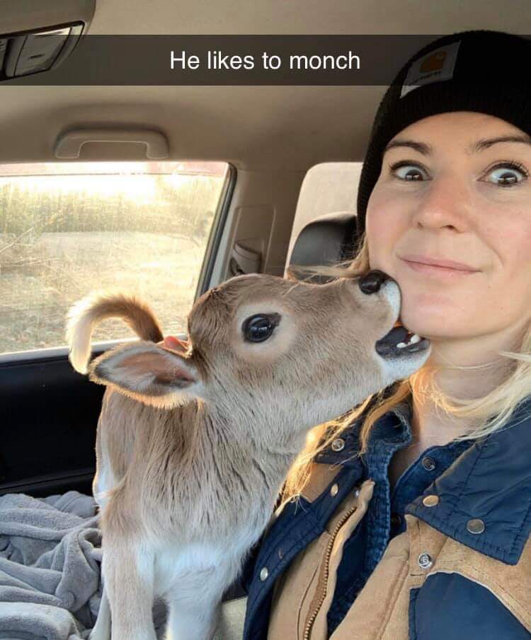 deer - He likes to monch