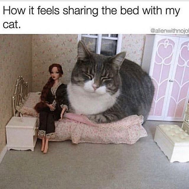 cat in bed meme - How it feels sharing the bed with my cat.
