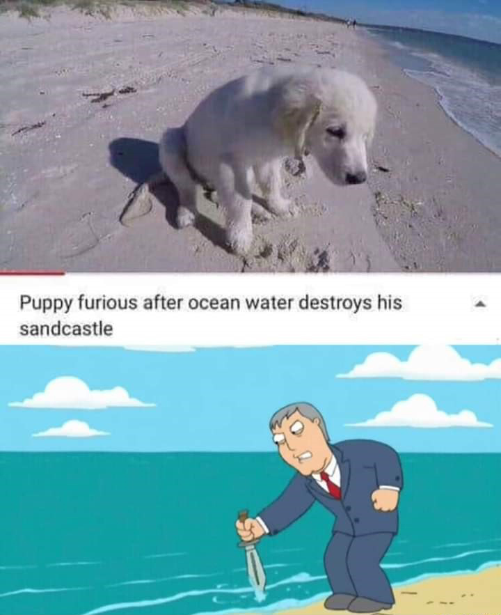 puppy furious after ocean water destroys his sandcastle - Puppy furious after ocean water destroys his sandcastle