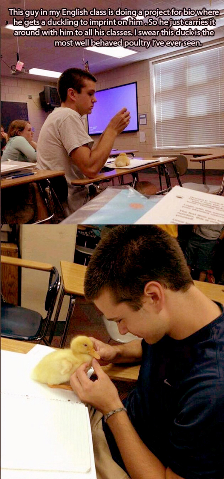 duck imprinting meme - This guy in my English class is doing a project for bio where he gets a duckling to imprint on him.So he just carriesit around with him to all his classes. I swear this durvis the most well behaved poultry Teever seen