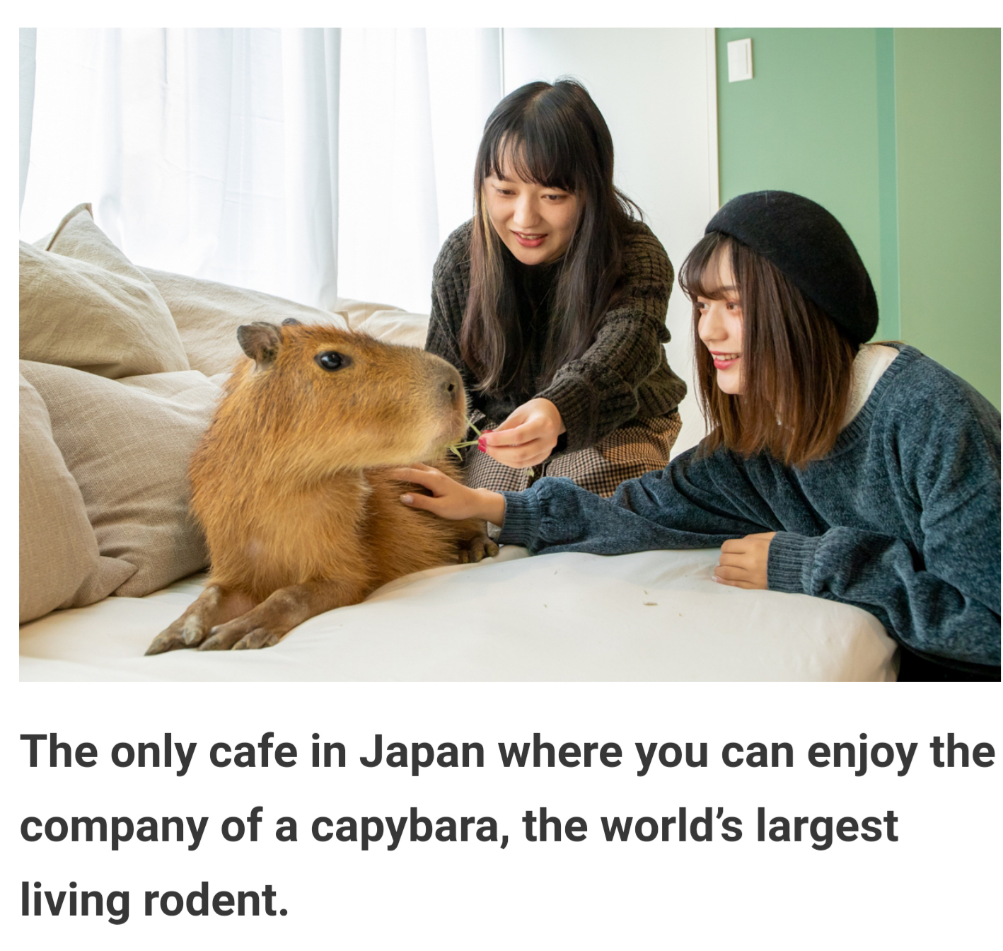 photo caption - The only cafe in Japan where you can enjoy the company of a capybara, the world's largest living rodent.