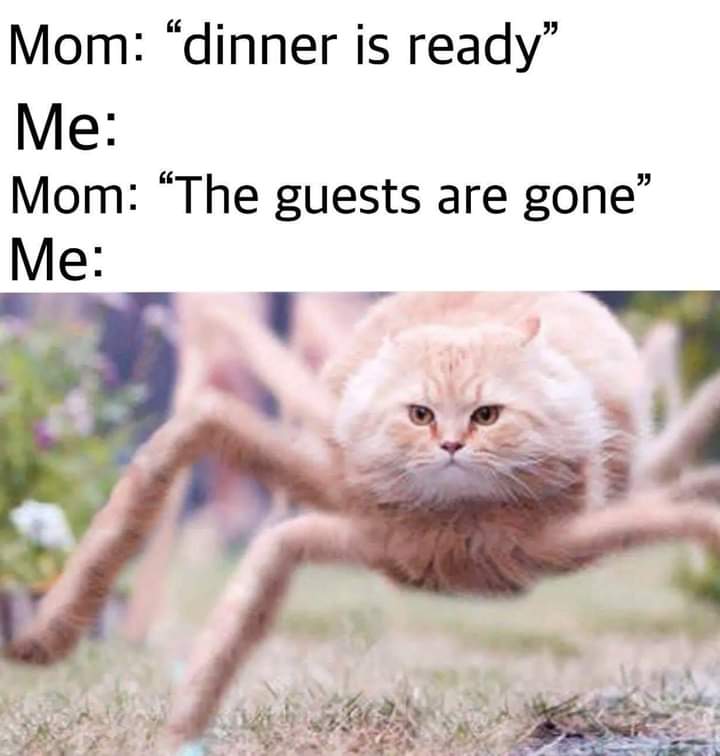 hover cat - Mom dinner is ready" Me Mom The guests are gone" Me