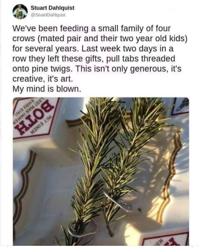 crow gifts pine - Stuart Dahlquist Suas We've been feeding a small family of four crows mated pair and their two year old kids for several years. Last week two days in a row they left these gifts, pull tabs threaded onto pine twigs. This isn't only genero