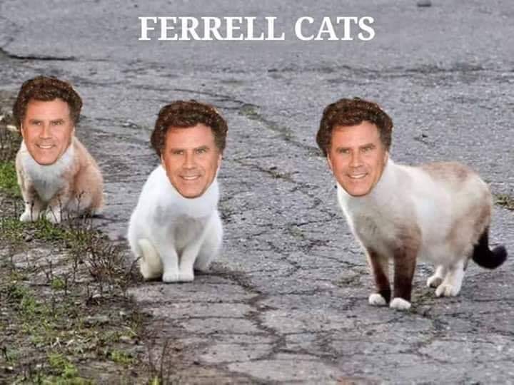 feral cats - Ferrell Cats