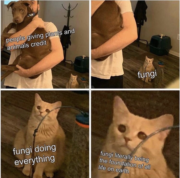 cat looking at man holding dog meme - people giving plants and animals credit fungi fungi doing everything fungi literally being the foundation of all life on earth