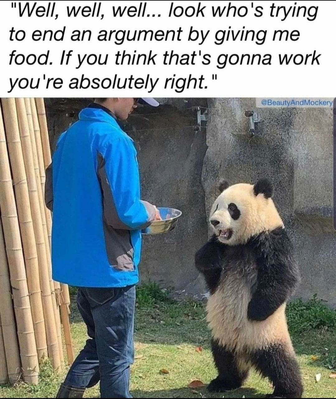 panda standing - "Well, well, well... look who's trying to end an argument by giving me food. If you think that's gonna work you're absolutely right." BeautyAndMockery