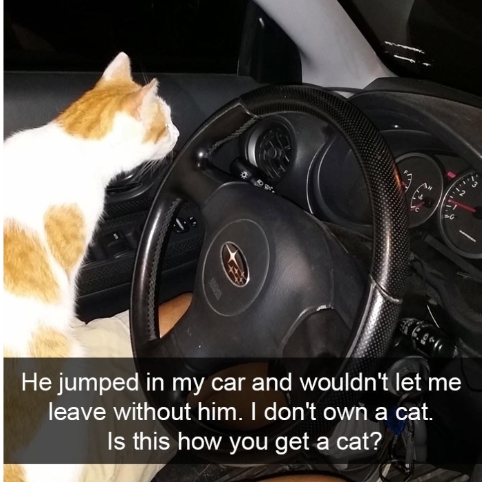 he jumped into my car and wouldn t let me leave without him cat - He jumped in my car and wouldn't let me leave without him. I don't own a cat. 'Is this how you get a cat?