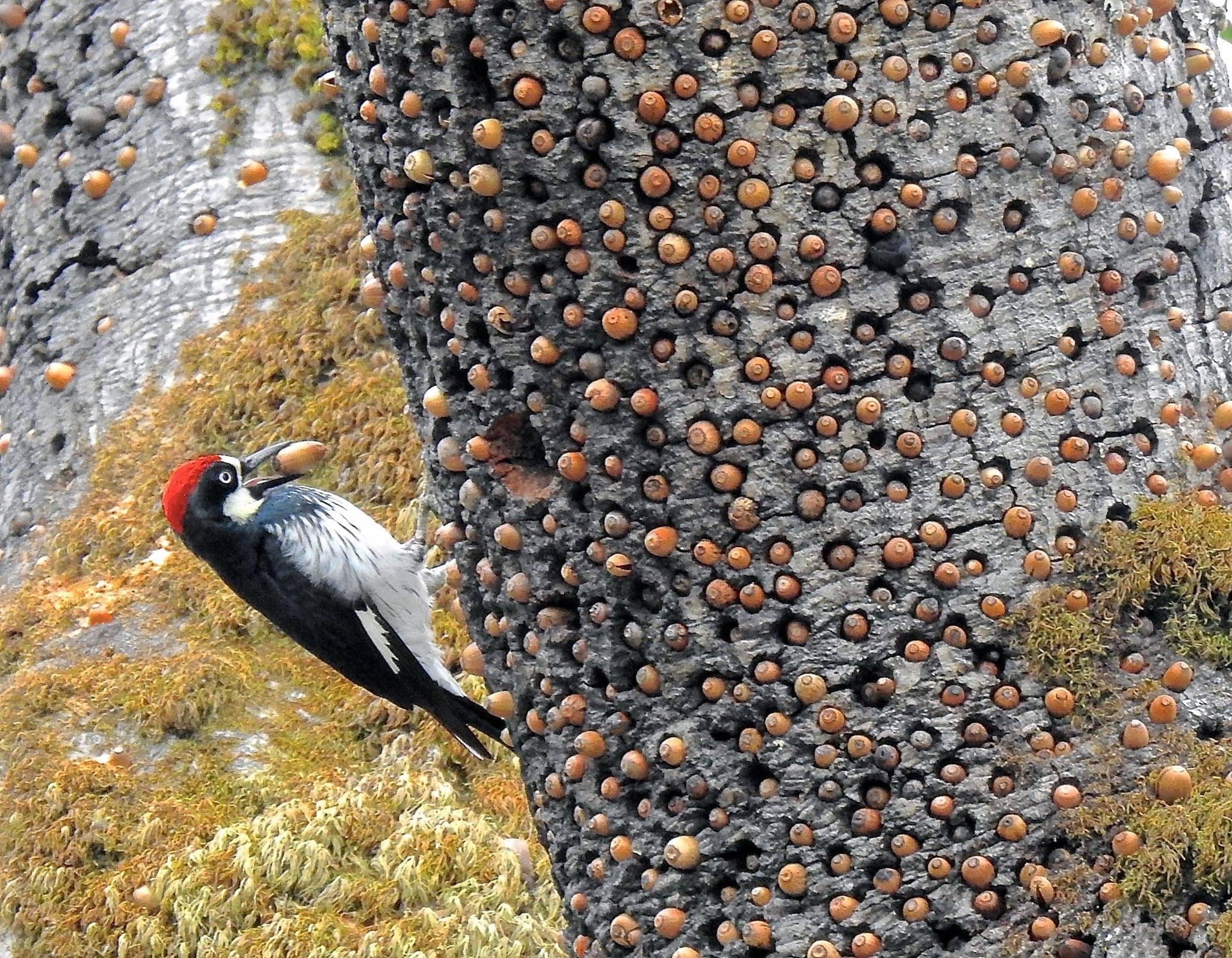 acorn woodpecker tree
