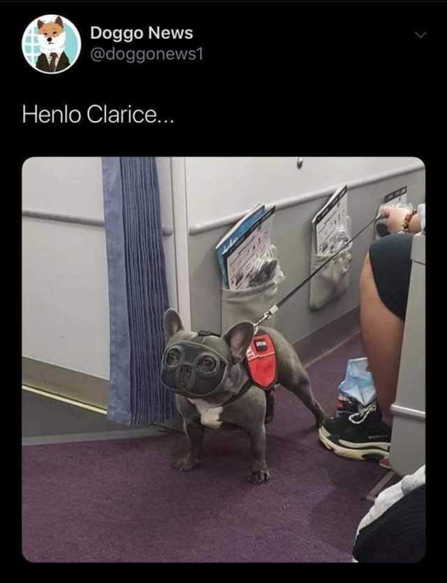you merely adopted the bark - Doggo News Henlo Clarice...