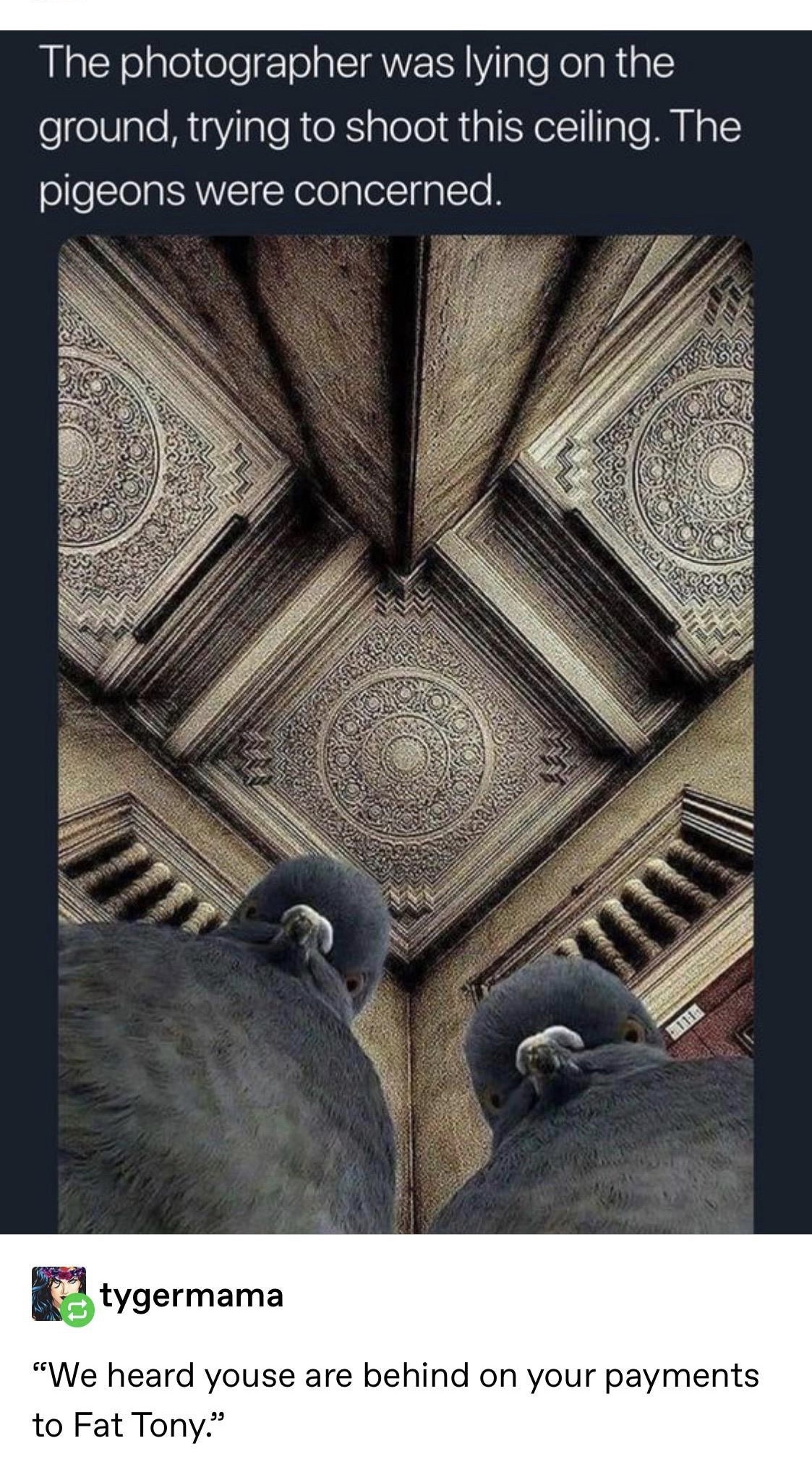 funny birds - The photographer was lying on the ground, trying to shoot this ceiling. The pigeons were concerned. tygermama "We heard youse are behind on your payments to Fat Tony."