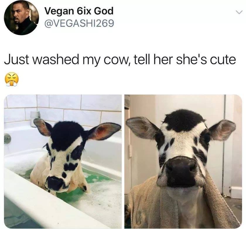 just washed my cow tell her she's cute - Vegan 6ix God Just washed my cow, tell her she's cute