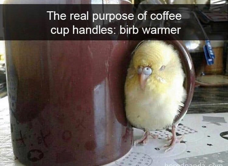 hilarious birds - The real purpose of coffee cup handles birb warmer