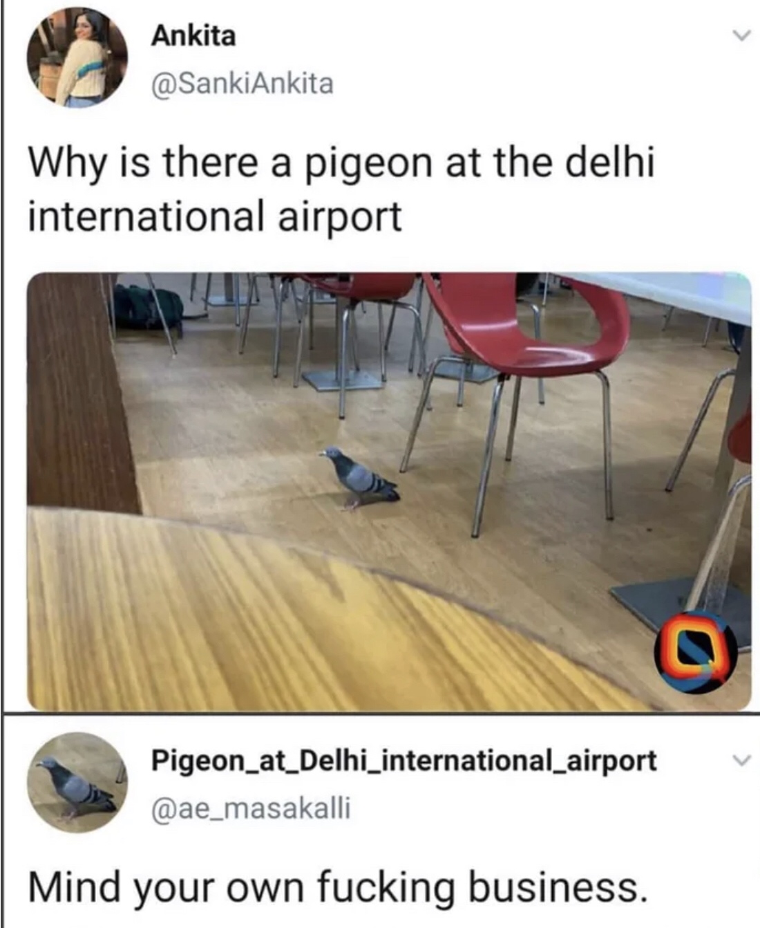 floor - Ankita Why is there a pigeon at the delhi international airport Pigeon_at_Delhi_international_airport Mind your own fucking business.