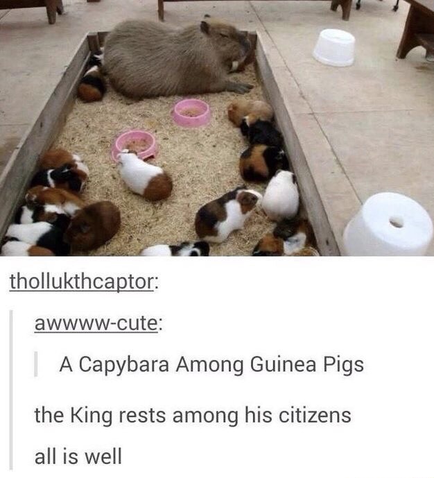 baby guinea pig capybara - thollukthcaptor awwwwcute | A Capybara Among Guinea Pigs the King rests among his citizens all is well