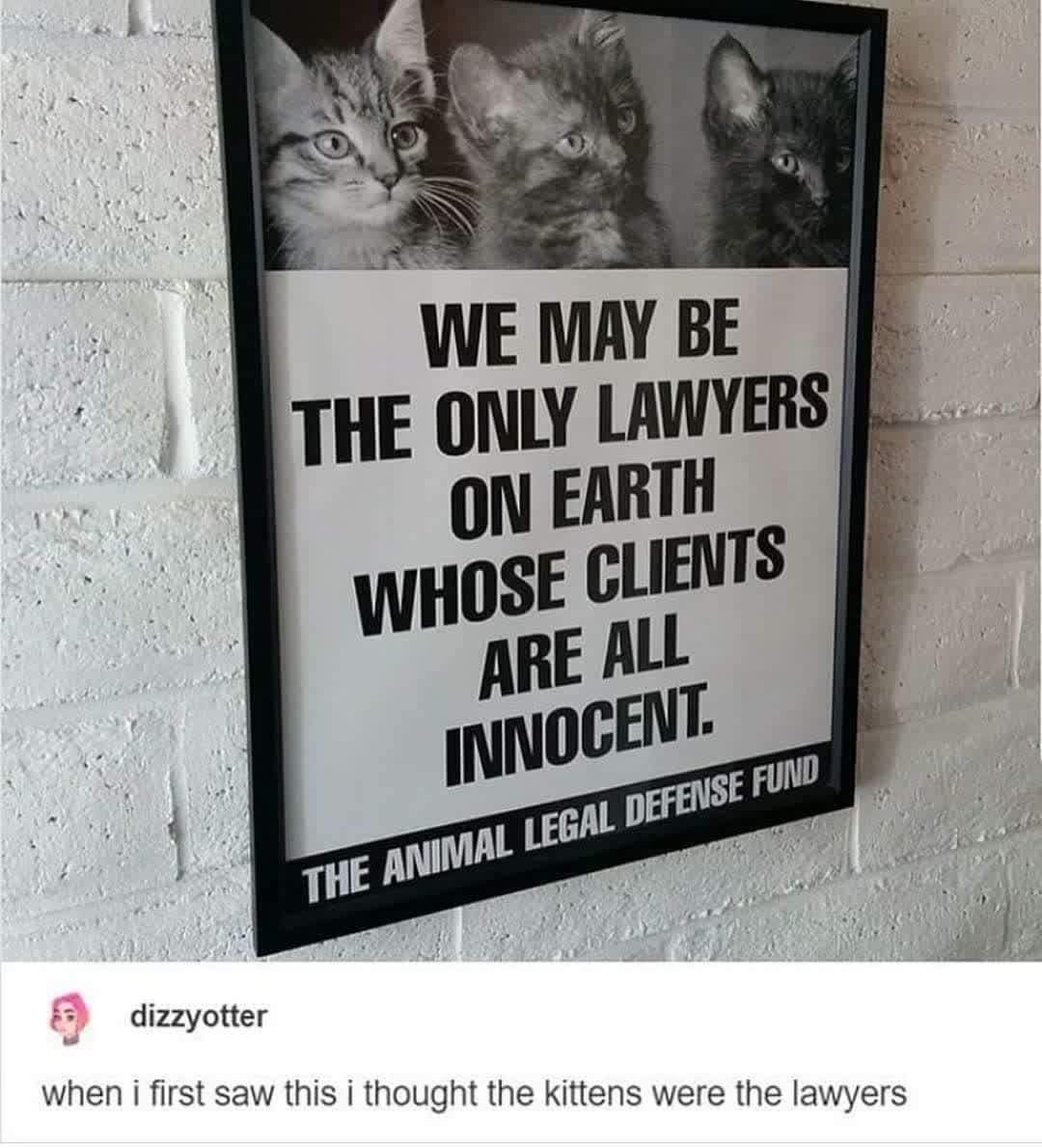 we may be the only lawyers on earth whose clients are all innocent - We May Be The Only Lawyers On Earth Whose Clients Are All Innocent. The Animal Legal Defense Fund dizzyotter when i first saw this i thought the kittens were the lawyers