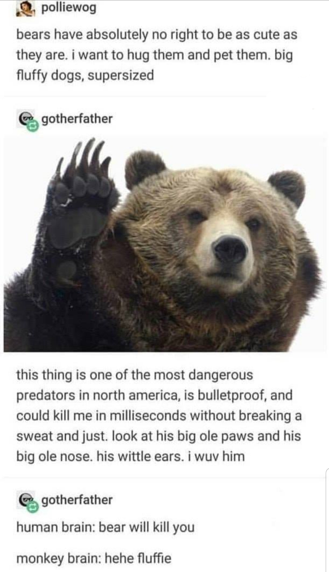 bear meme - . polliewog bears have absolutely no right to be as cute as they are. i want to hug them and pet them. big fluffy dogs, supersized gotherfather this thing is one of the most dangerous predators in north america, is bulletproof, and could kill 