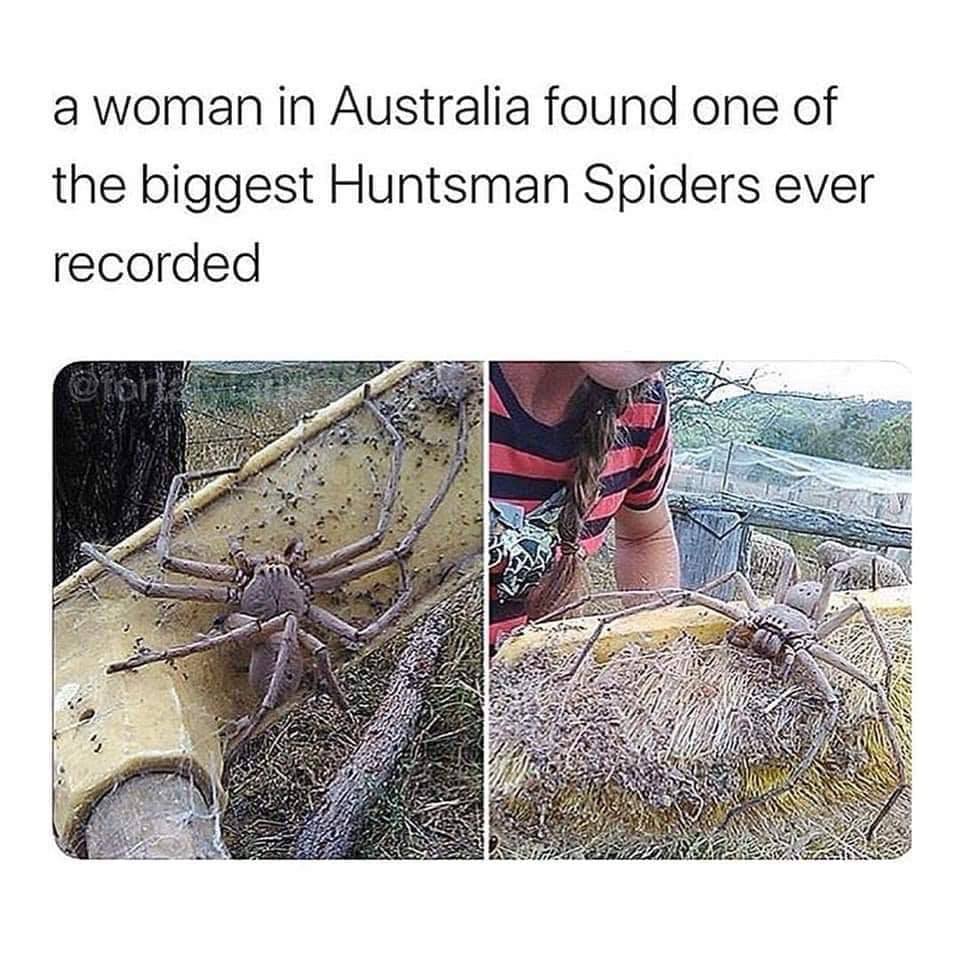huntsman spider meme - a woman in Australia found one of the biggest Huntsman Spiders ever recorded