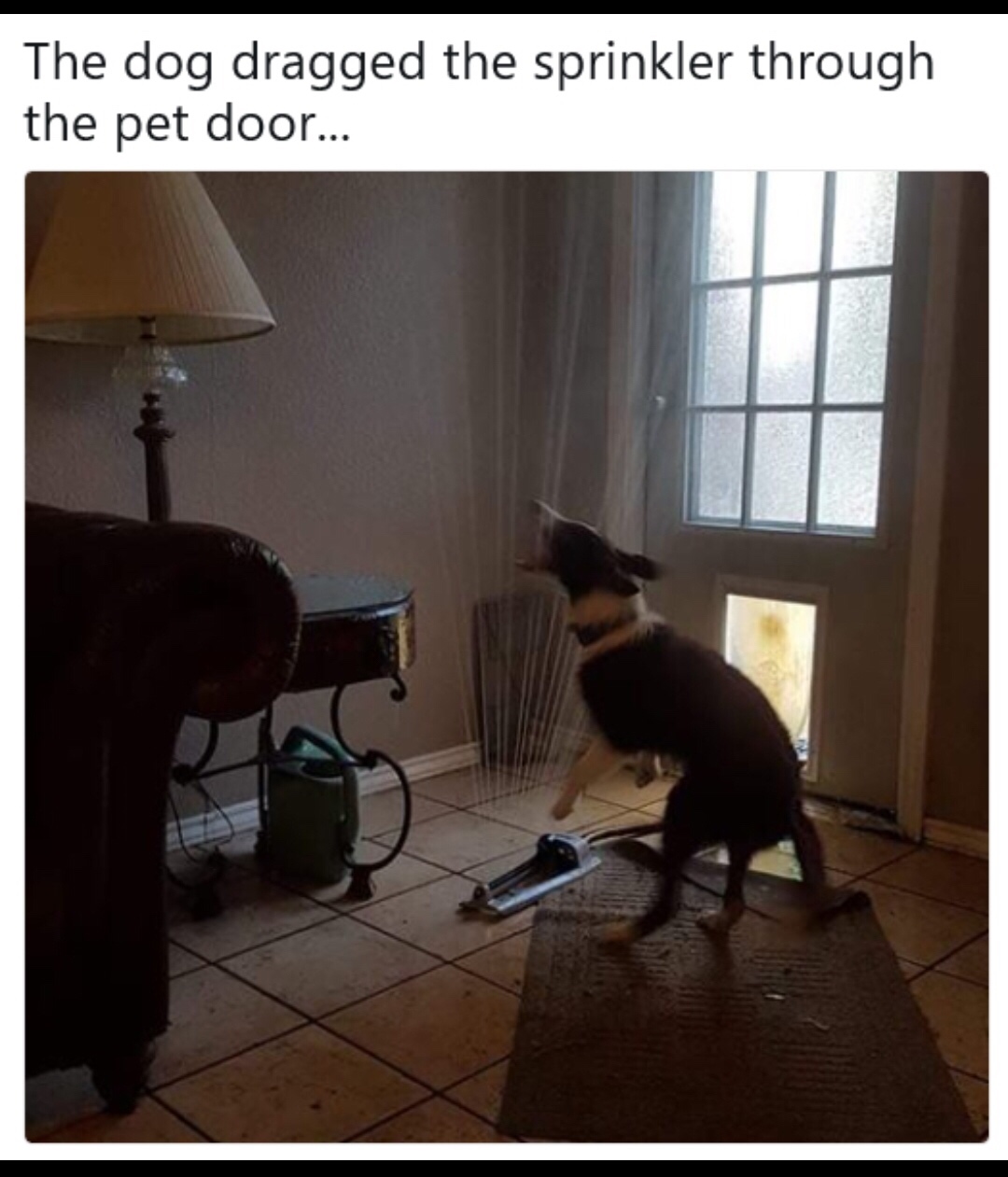 he dragged the sprinkler through the doggy door - The dog dragged the sprinkler through the pet door...