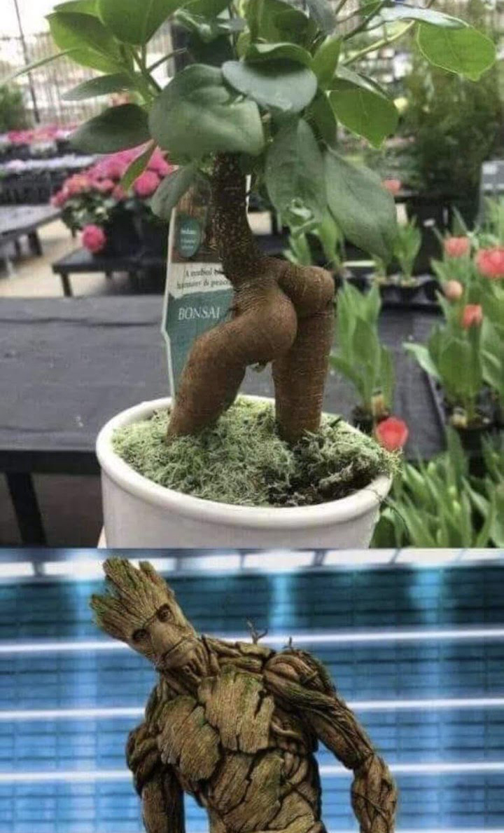 groot bonsai meme