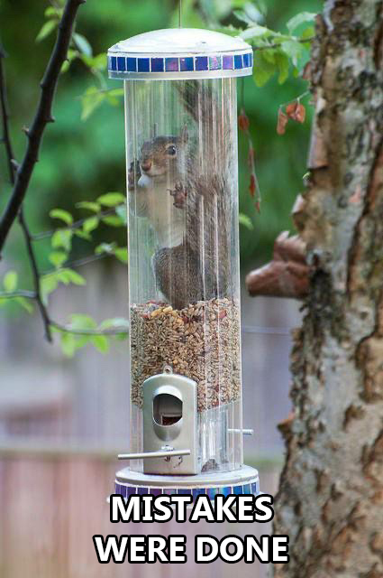 squirrel inside bird feeder - Mistakes Were Done