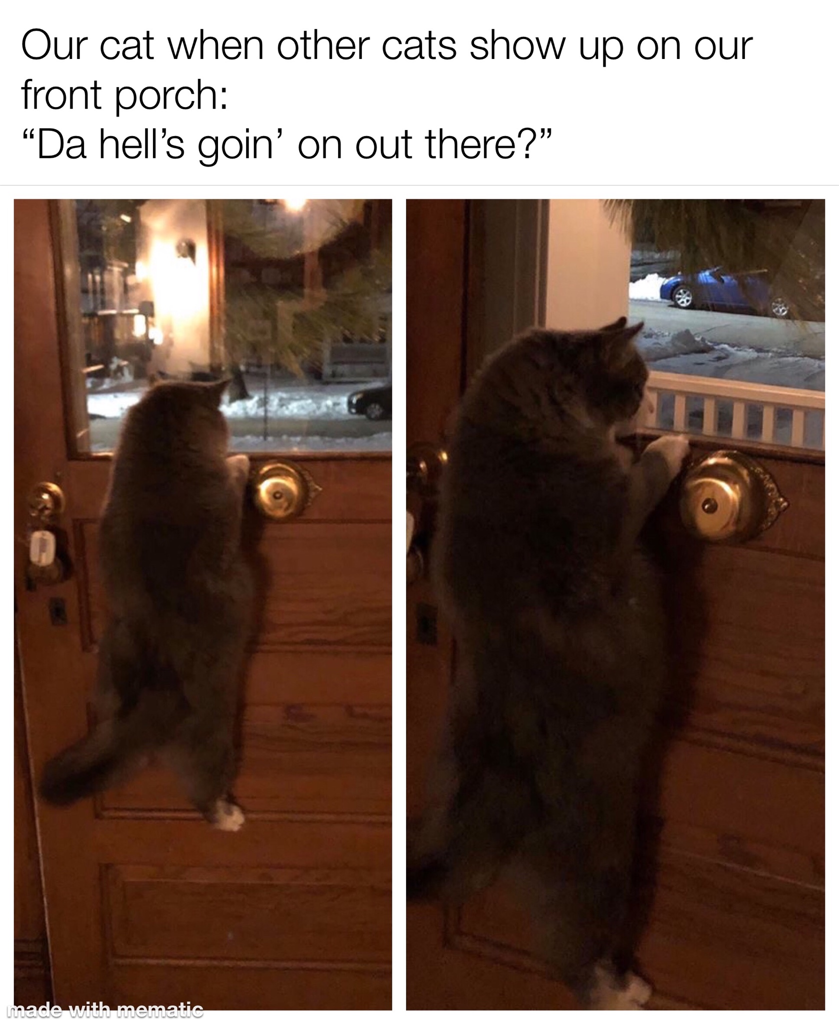 photo caption - Our cat when other cats show up on our front porch "Da hell's goin' on out there?" Badewi the
