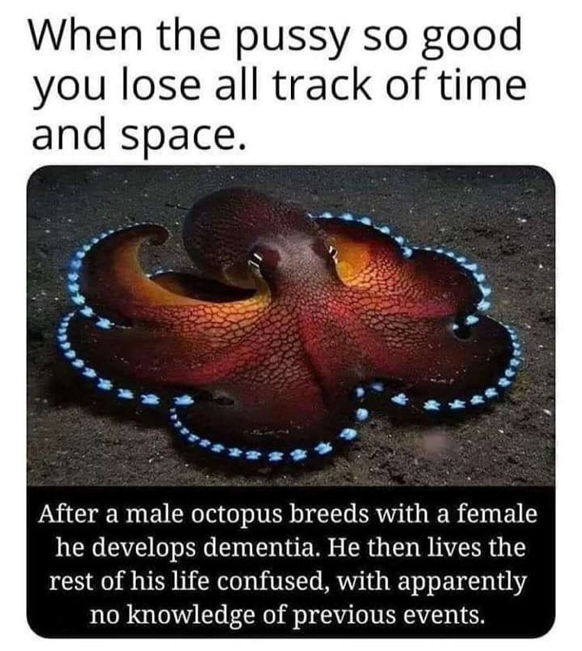 male octopus meme - When the pussy so good you lose all track of time and space. After a male octopus breeds with a female he develops dementia. He then lives the rest of his life confused, with apparently no knowledge of previous events.