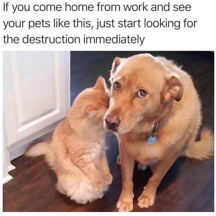 you come home and see your dog meme - If you come home from work and see your pets this, just start looking for the destruction immediately