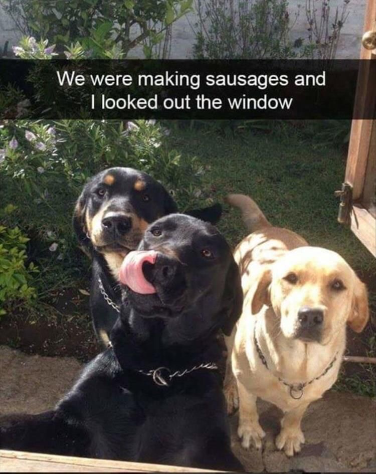funny animals - We were making sausages and I looked out the window
